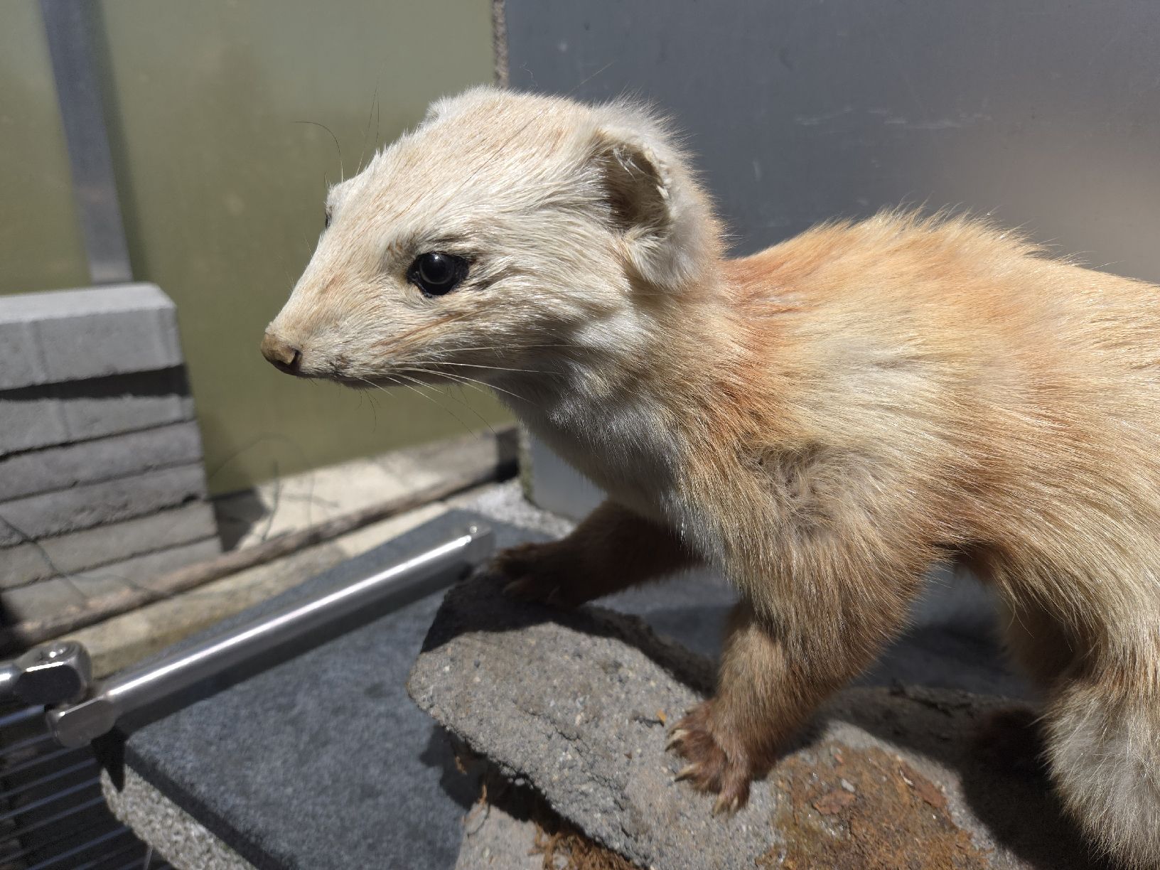 Il mondo degli animali: Tierpräparat Marder oder Wiesel – Usato da Oberglatt ZH venduto da albarpitsch 2