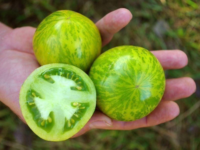Piante & sementi: TOMATE GREEN ZEBRA  RARE 10g – Nuovo (secondo la descrizione) da Bremblens venduto da FIBONACCI369 1