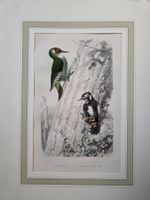 Le Pic Vert - L'Epeich ou Pie Varié - colorierter Stich