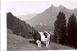 EN GRUYÈRES, vache race fribourgeoise en 1er plan
