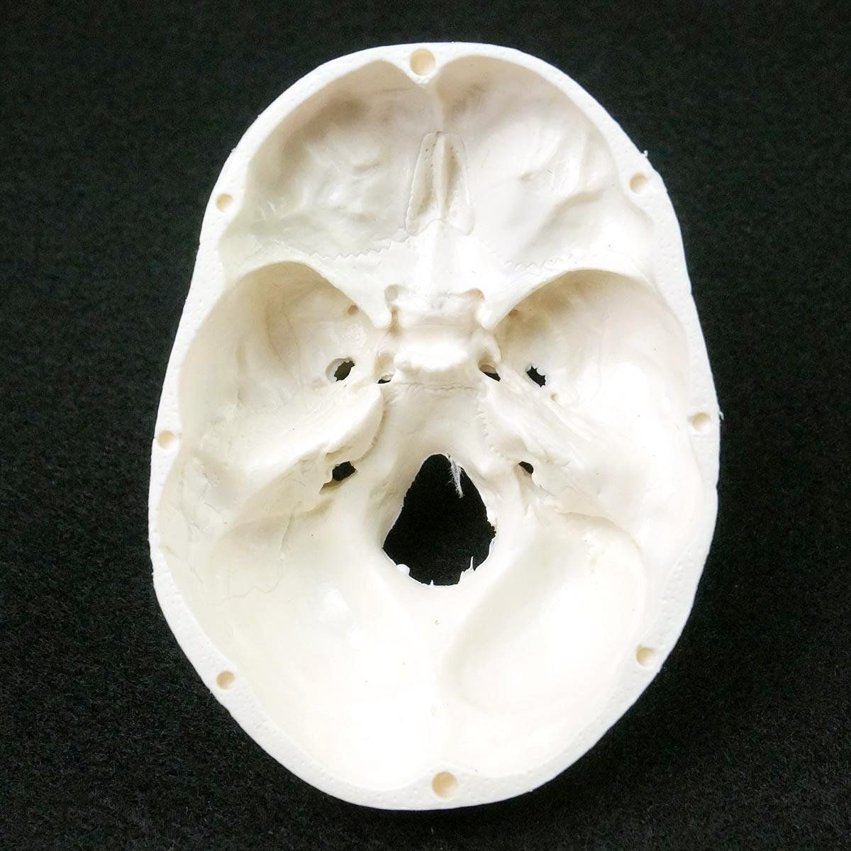 Modellbausätze & Standmodelle: Schädel Menschlichen Anatomischen Modell – Neu und originalverpackt aus Uerkheim von Kaufoption 2