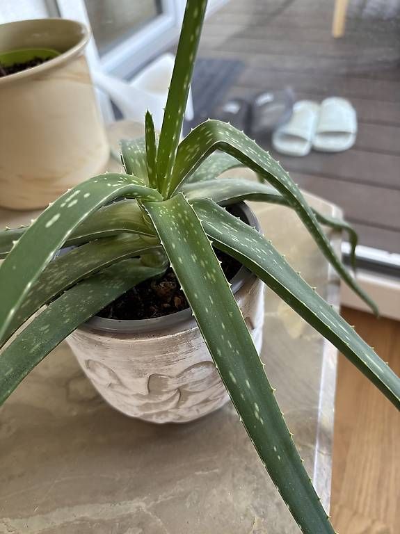 Piante & sementi: Aloe Vera Pflanze inkl. Übertopf – Usato da Zizers venduto da L.Berther 1