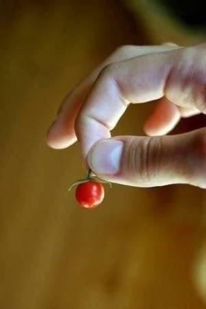 Pflanzen & Samen: TOMATE PETIT POIS  JAUNE ET ROUGE  20g – Neu (gemäss Beschreibung) aus Bremblens von FIBONACCI369 1