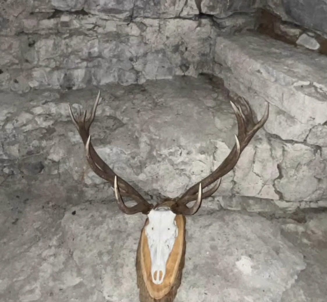 Il mondo degli animali: Hirschgeweih präpariert auf Holzschild – Usato da Regensberg venduto da kroti68