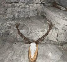 Hirschgeweih präpariert auf Holzschild