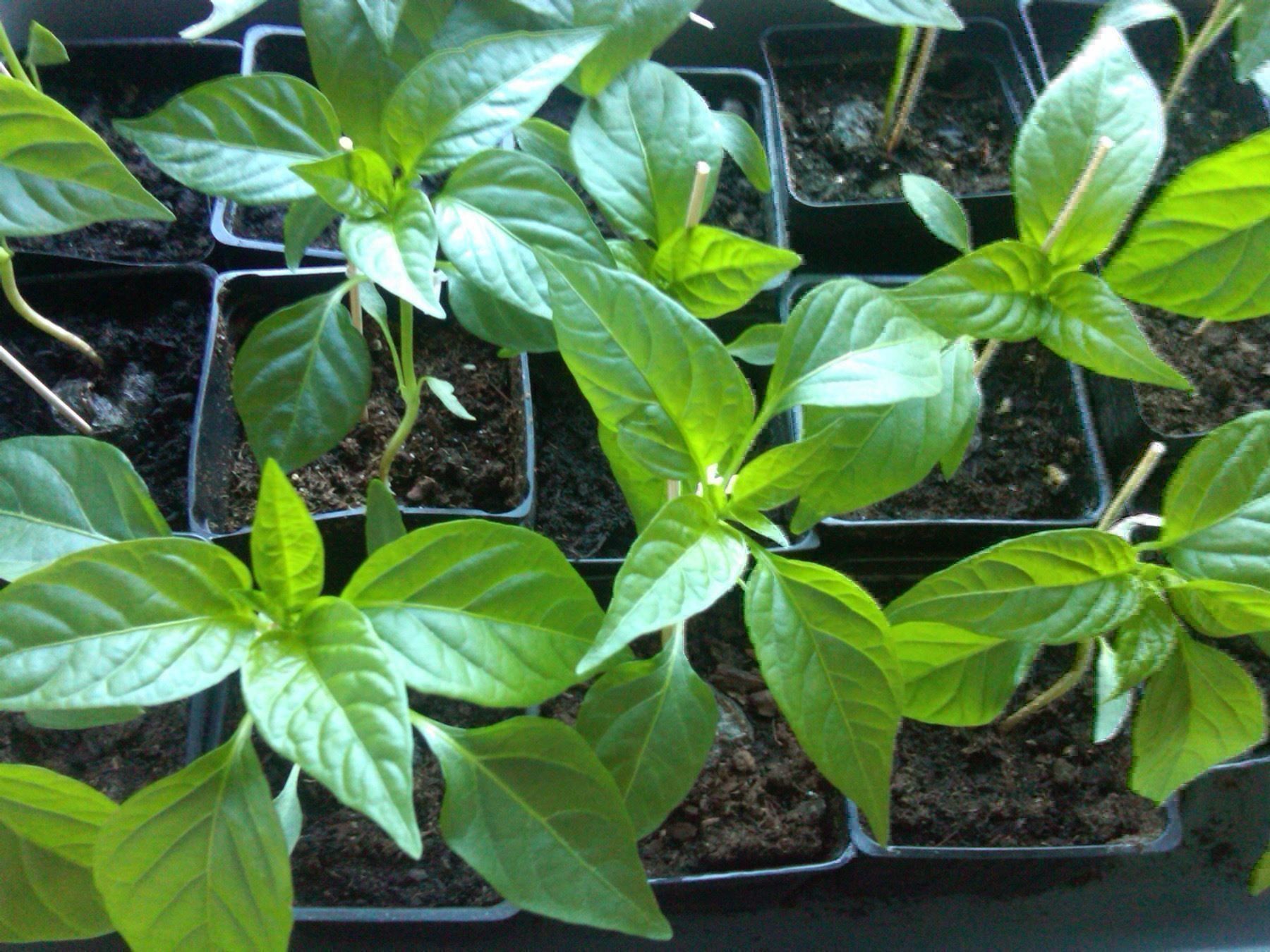Piante & sementi: 50 Samen Pimento Padron Chili – Nuovo (secondo la descrizione) da Ehrendingen venduto da VerveinaSamen 9