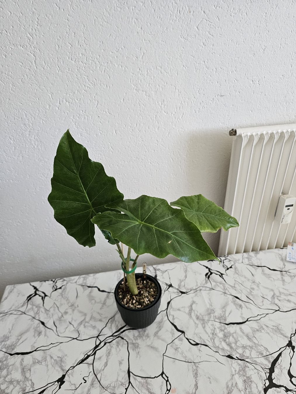 Piante & sementi: Alocasia Portodora  – Nuovo (secondo la descrizione) da Utzenstorf venduto da Dac_mk