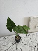 Alocasia Portodora 