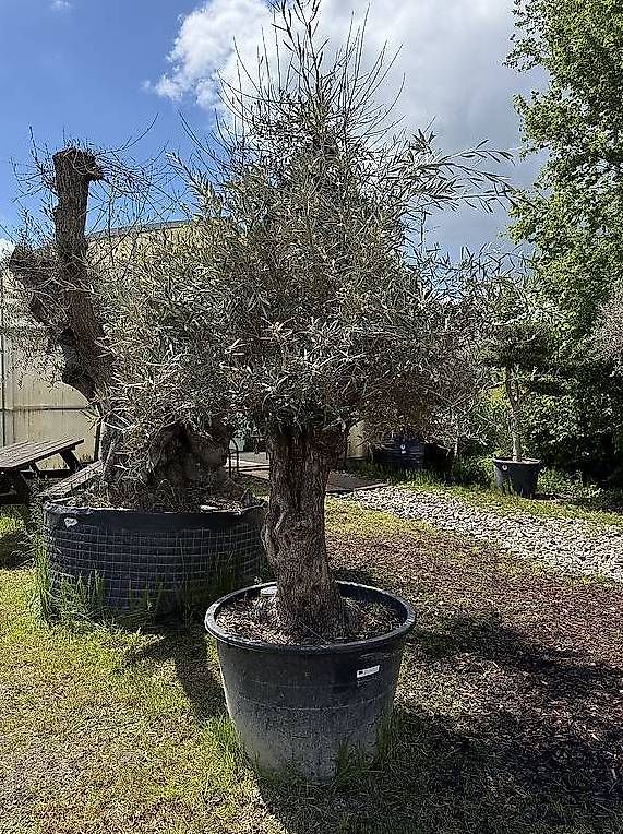 Plantes & graines: AKTIONSPREIS - Olivenbaum "Olea Europea 01" – D'occasion à Zuckenriet par Thur_Plant 4