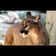 Profile image of speedcat82