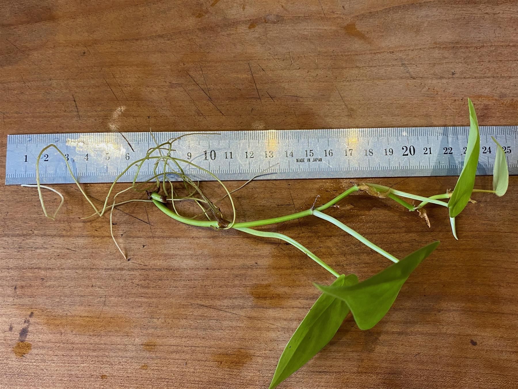 Piante & sementi: Philodendron hederaceum  Lemon Lime, Steckling – Nuovo (secondo la descrizione) da Winterthur venduto da Aniger 1
