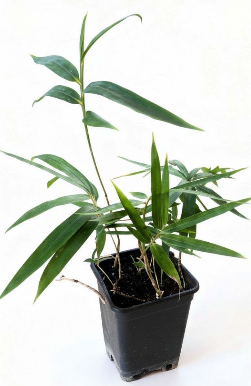 Piante & sementi: Japanischer Pfleilbambus  – Nuovo e nell'imballaggio originale da Böckten venduto da svim