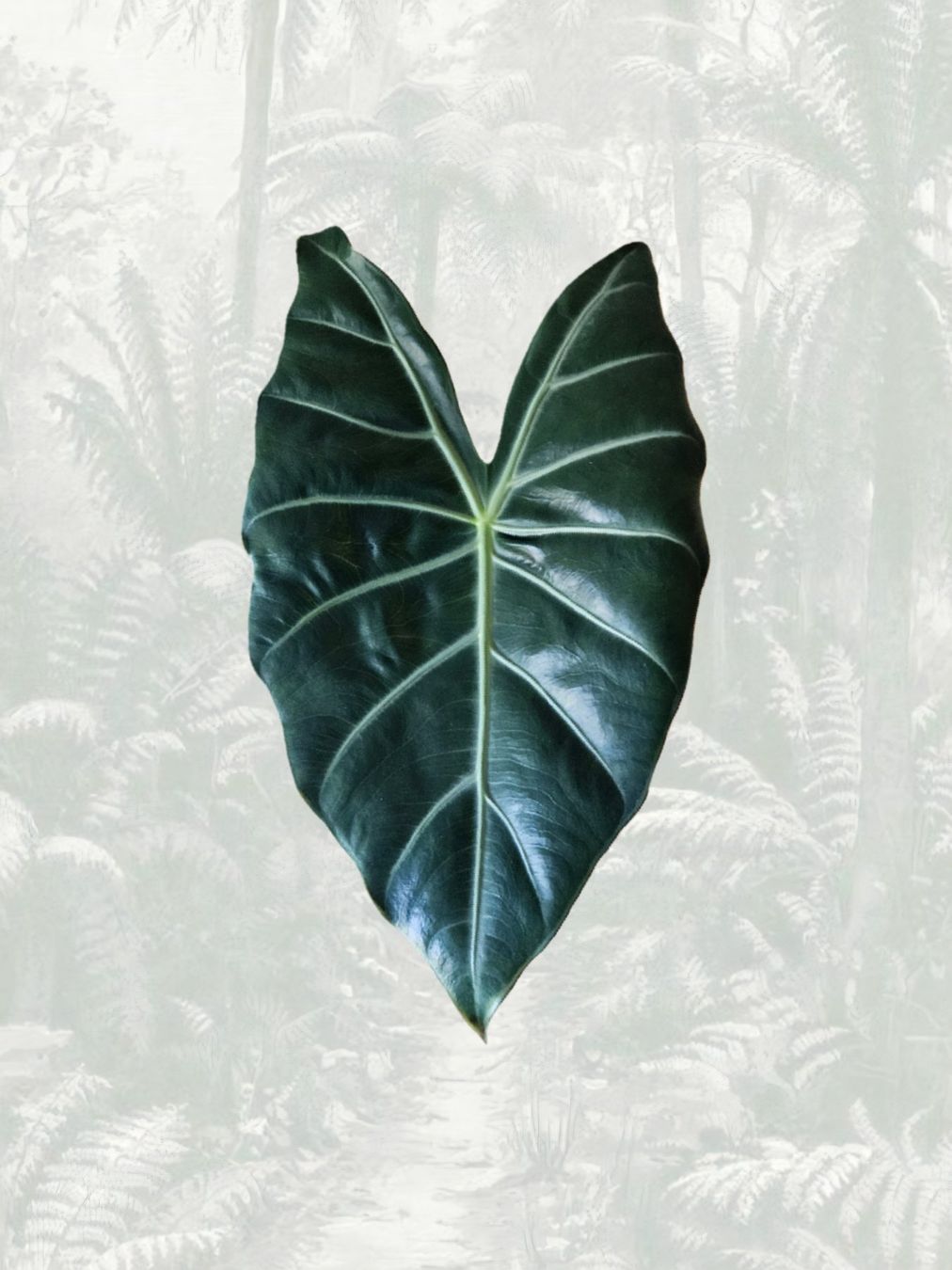 Pflanzen & Samen: Alocasia pink dragon Rhizom – Neu (gemäss Beschreibung) aus Gerolfingen von Azora
