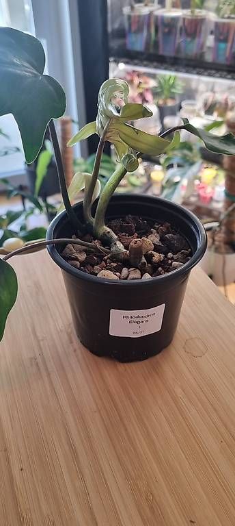 Pflanzen & Samen: 🌿Philodendron Elegans - Größe S-M – Neu und originalverpackt aus Wallenwil von LadyLeaf_Ellis1