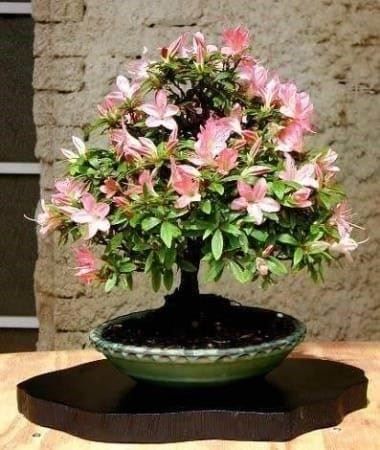 Piante & sementi: Azalée japonaise 'Salmon's Leap' – Usato da Bremblens venduto da FIBONACCI369
