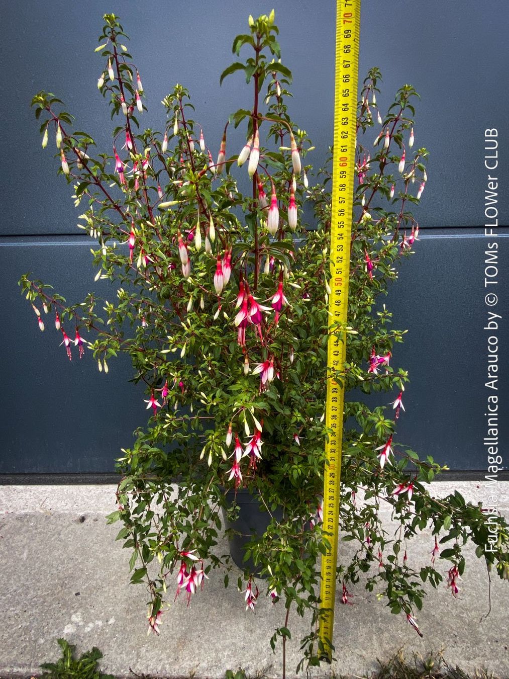 Piante & sementi: Fuchsia Magellanica Alba oder Arauco - winterharte Sorten – Usato da Adliswil venduto da asTOMas963 4