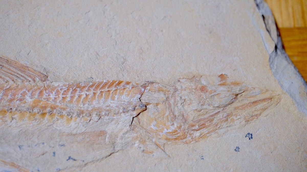 Fossili: Fossil - Prinolepis cataphractus – Usato da Biel/Bienne venduto da nimmes 1