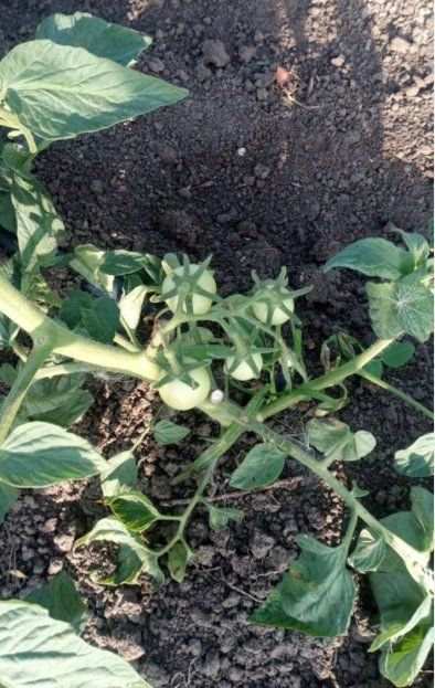 Piante & sementi: TOMATE Himbeertomate Retro  / 10 Samen – Nuovo (secondo la descrizione) da Hinteregg venduto da ERFOLG78 2