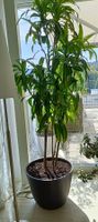 Zimmerpflanze Dracaena in grauem Topf