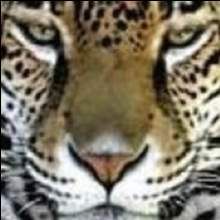 Profile image of ALPF