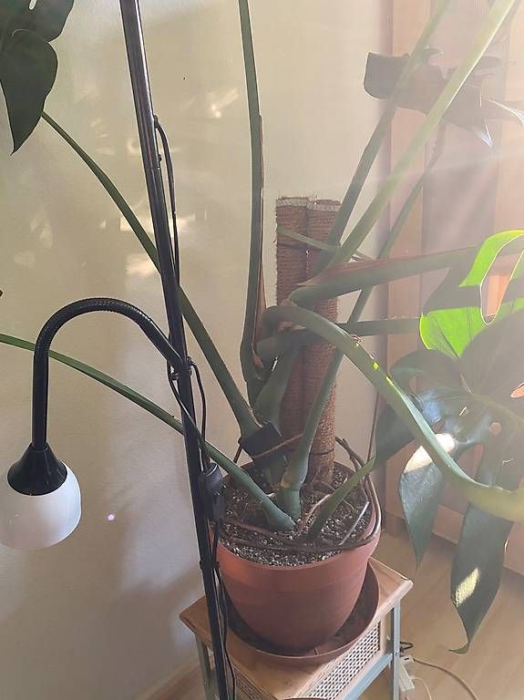 Piante & sementi: Monstera Deliciosa xxl – Usato da Pratteln venduto da Sylvie027 3