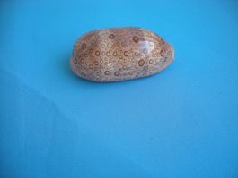 Lange schöne "Cauri-Muschel"  in Farbe Braun 9 cm