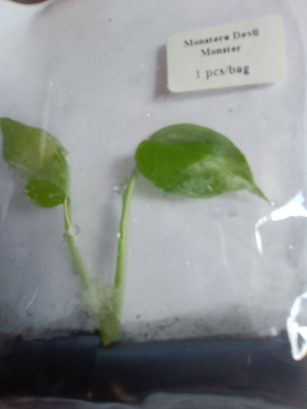 Plantes & graines: Monstera Devil TC  – Neuf avec emballage d'origine à St-Aubin-Sauges par may_2yrv 4