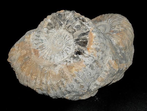 Ammoniten Gruppe 4