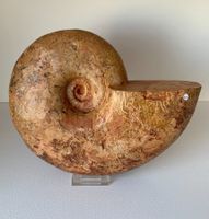 Ammonit (29,5 cm) - Naturbelassen - Madagaskar