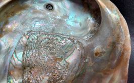 Paua Muschel Schale Seeopal Abalone 15 cm / Gewicht 420 gr.
