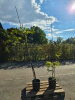 Wisteria Showa Beni – 2 Stück – ca. 210 cm & 140 cm hoch