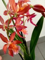 Seltene Orchidee XL 60-80 cm ↕️ “EPIDENDRUM RADICANS”