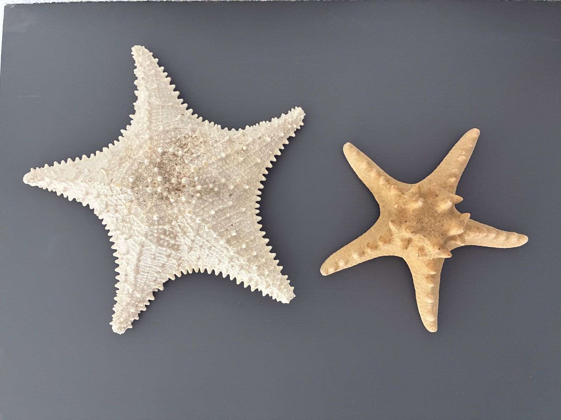 Fossili: Seesterne 2er Set – Usato da Frick venduto da sandra037