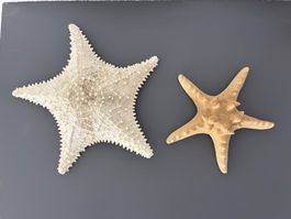 Seesterne 2er Set