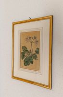 Botanische Vintage-Druckgrafik im vergoldeten Rahmen 35x26cm