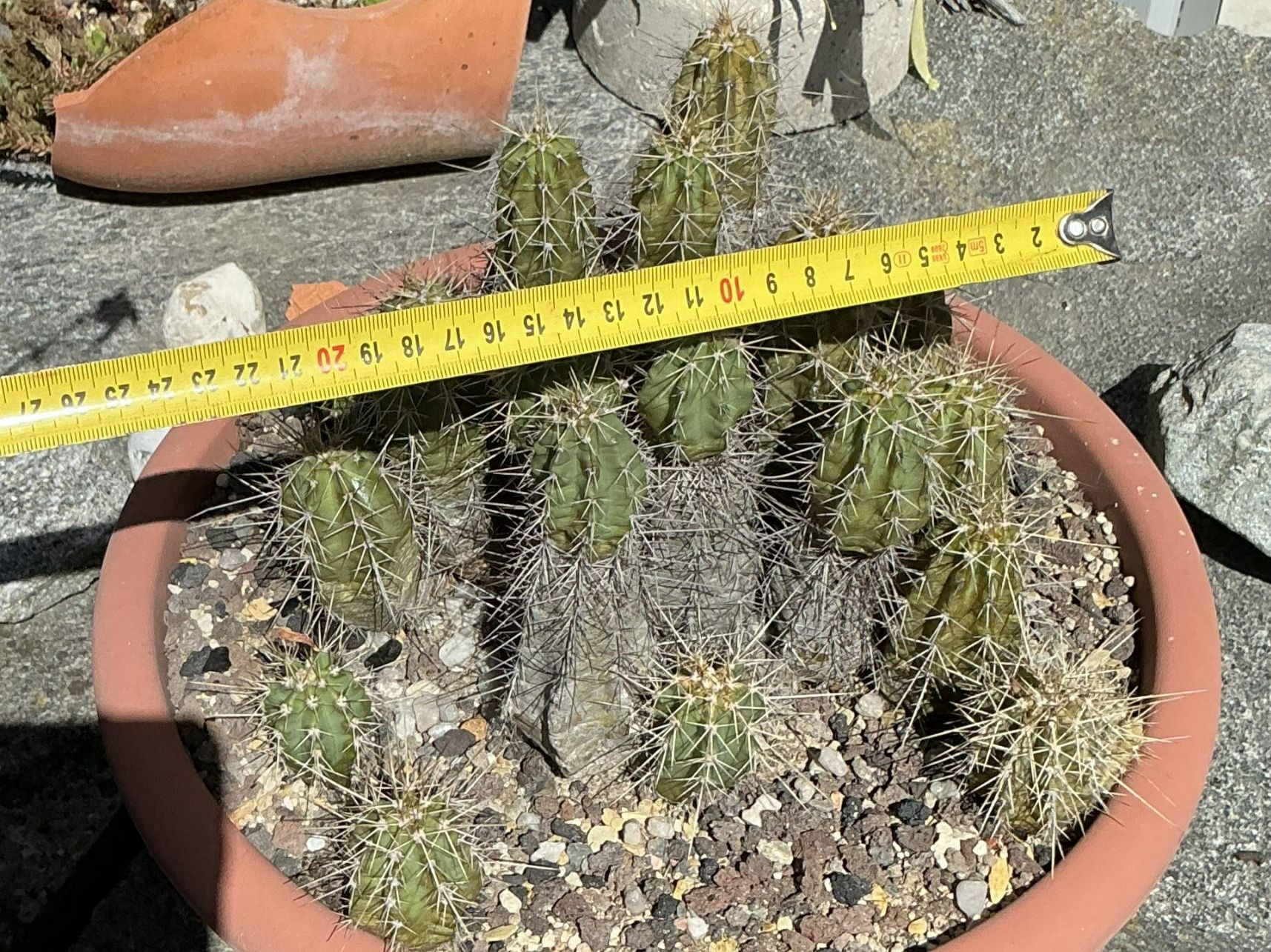 Piante & sementi: Echionocereus spec. (XL) – Usato da Lenzburg venduto da Boelli-Frau 4