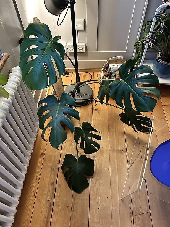 Plantes & graines: Monstera – D'occasion à Winterthur par lara075