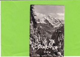 Schynige Platte-Edelweis