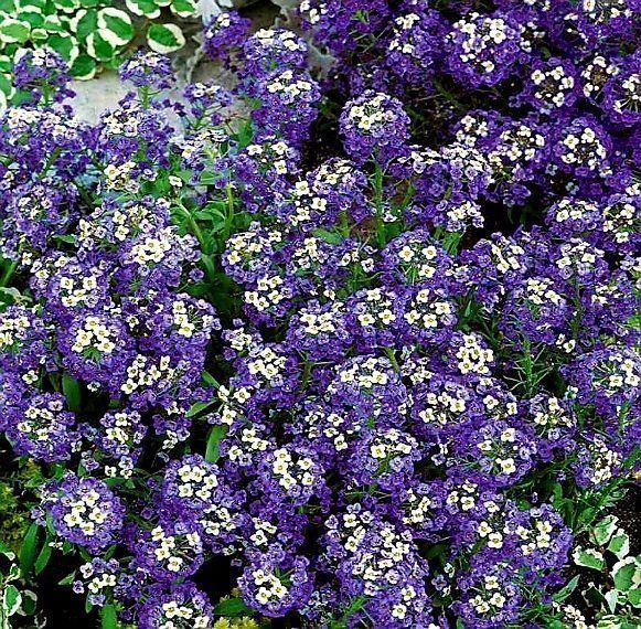 Pflanzen & Samen: 50 SAMEN STEINKRAUT ALYSSUM "VIOLET QUEEN" – Neu und originalverpackt aus Rovio von POSITIFFARTandPLANTS 1
