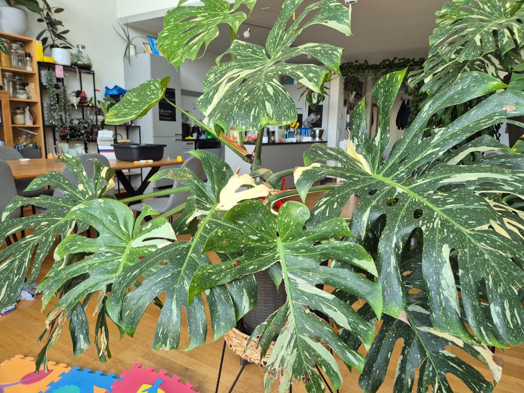 Plantes & graines: Monstera Deliciosa, Thai constellation, Mutterpflanze – D'occasion à Bülach par Pflanzen-Heini 1