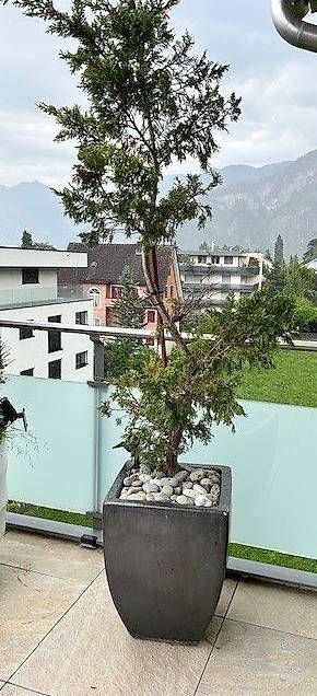 Zypresse in schnem Topf Bonsai Balkon wetterfest (Gebraucht) in Hergiswil  NW fr CHF 180  nur Abholung auf Ricardo kaufen