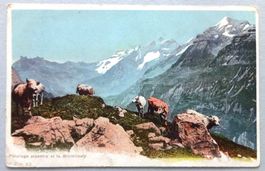 Pâturage alpestre et la Blümlisalp