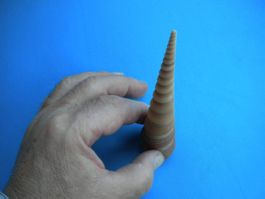 Schöne Muschel Südchinesische Meer
