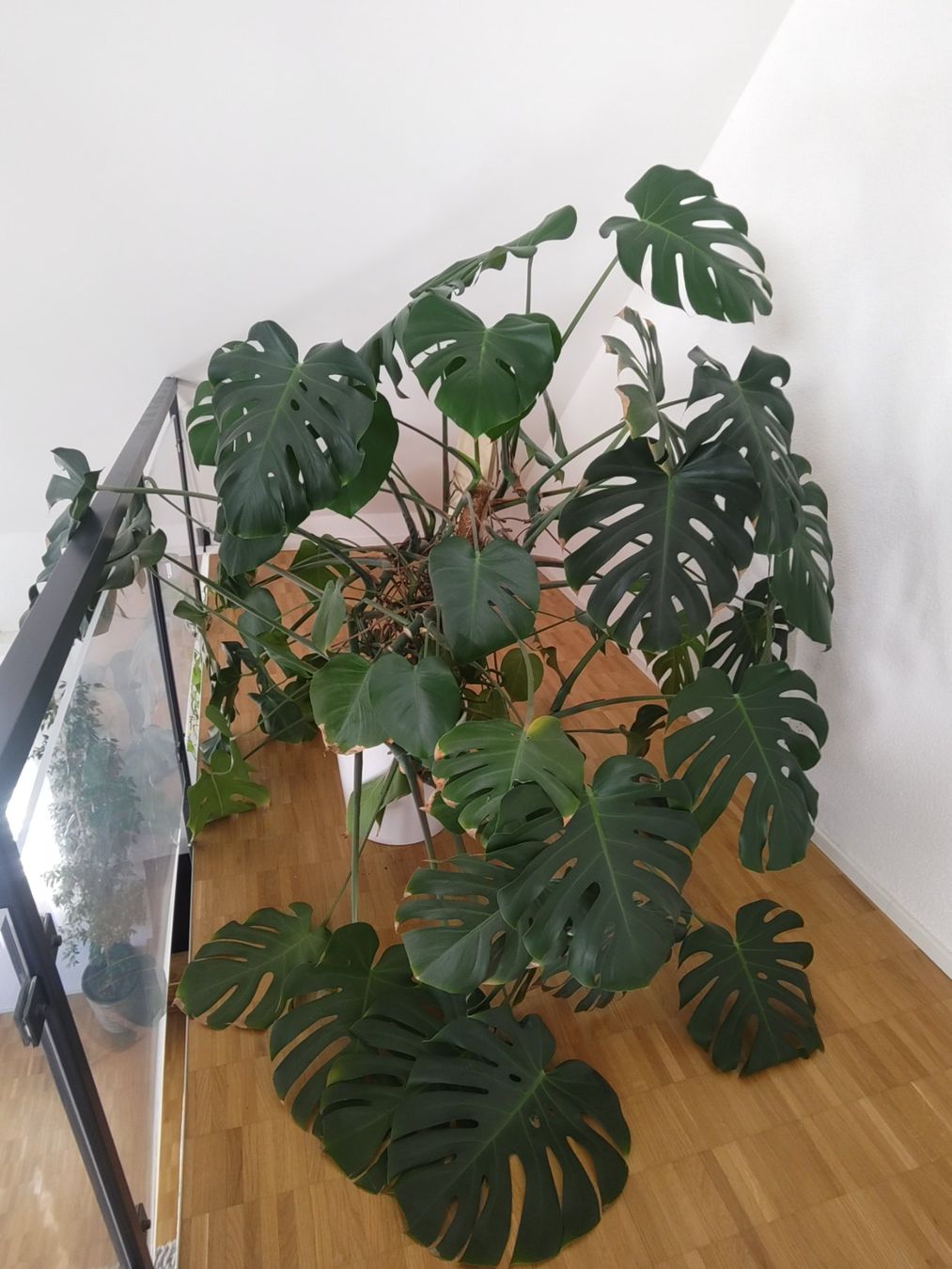 Piante & sementi: Riesige Monstera – Usato da Zürich venduto da babsypsilon 2