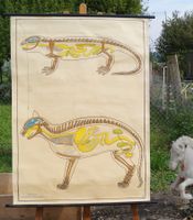 Lehrtafel Nr.8 Vertebrata Lurche&Säugetiere  Lips #F2