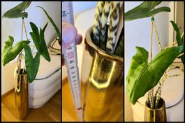 Alocasia Zebrina - 110cm - Design goldene Vase 🌿