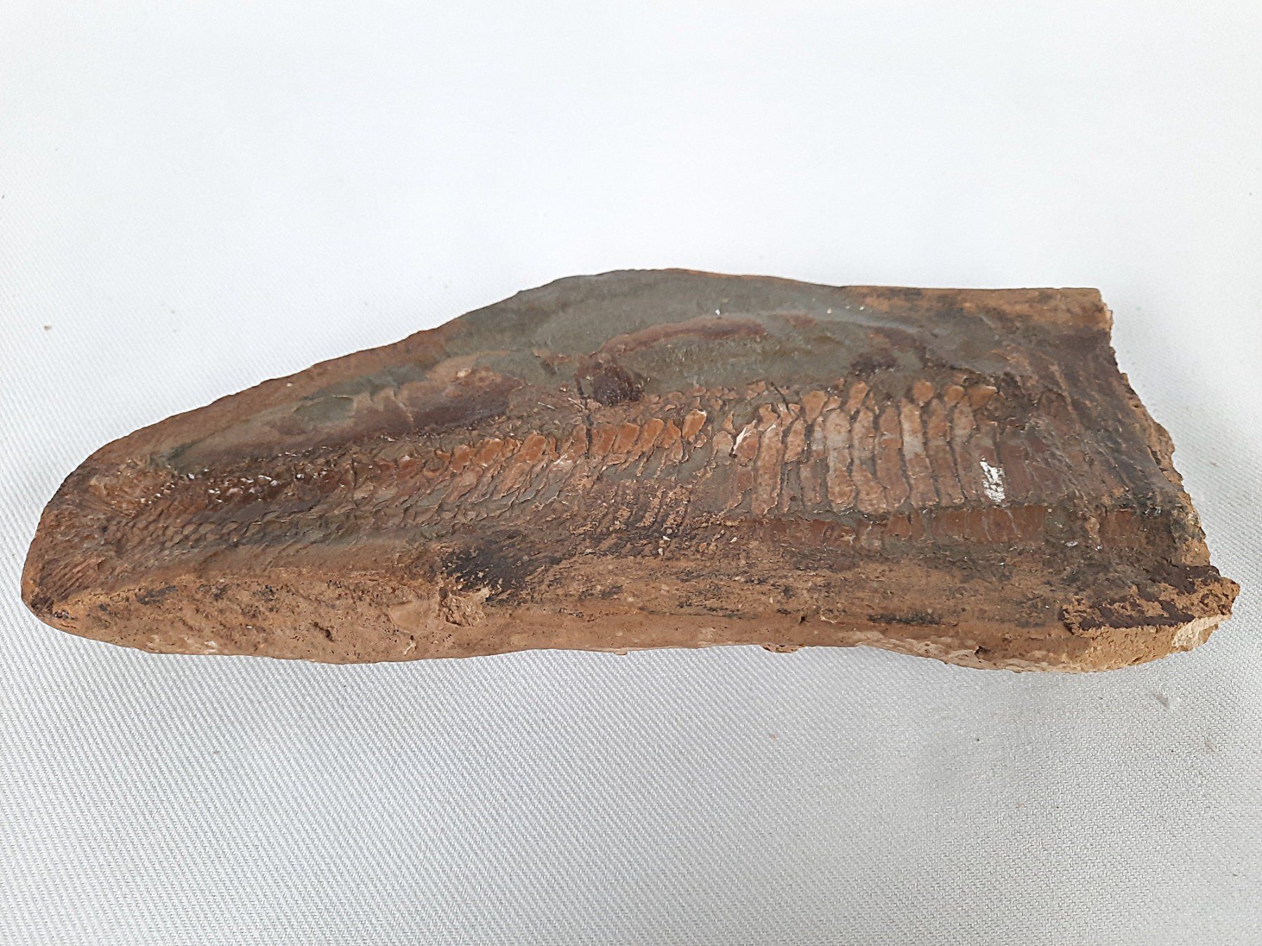 Fossili: Fossiler Fisch in 2 teilen – Usato da Beinwil am See venduto da Restwert_Beinwil 5