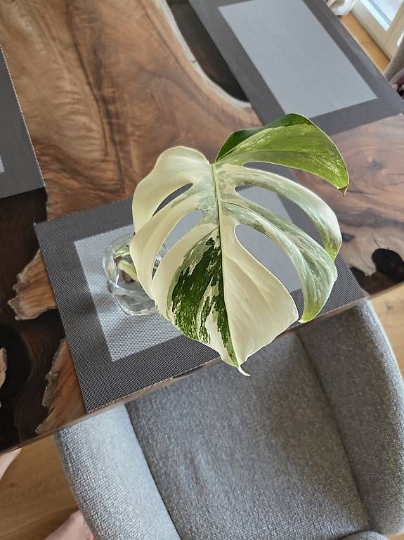 Piante & sementi: Monstera Deliciosa Variegata – Usato da Jona venduto da pau_g7rc 1
