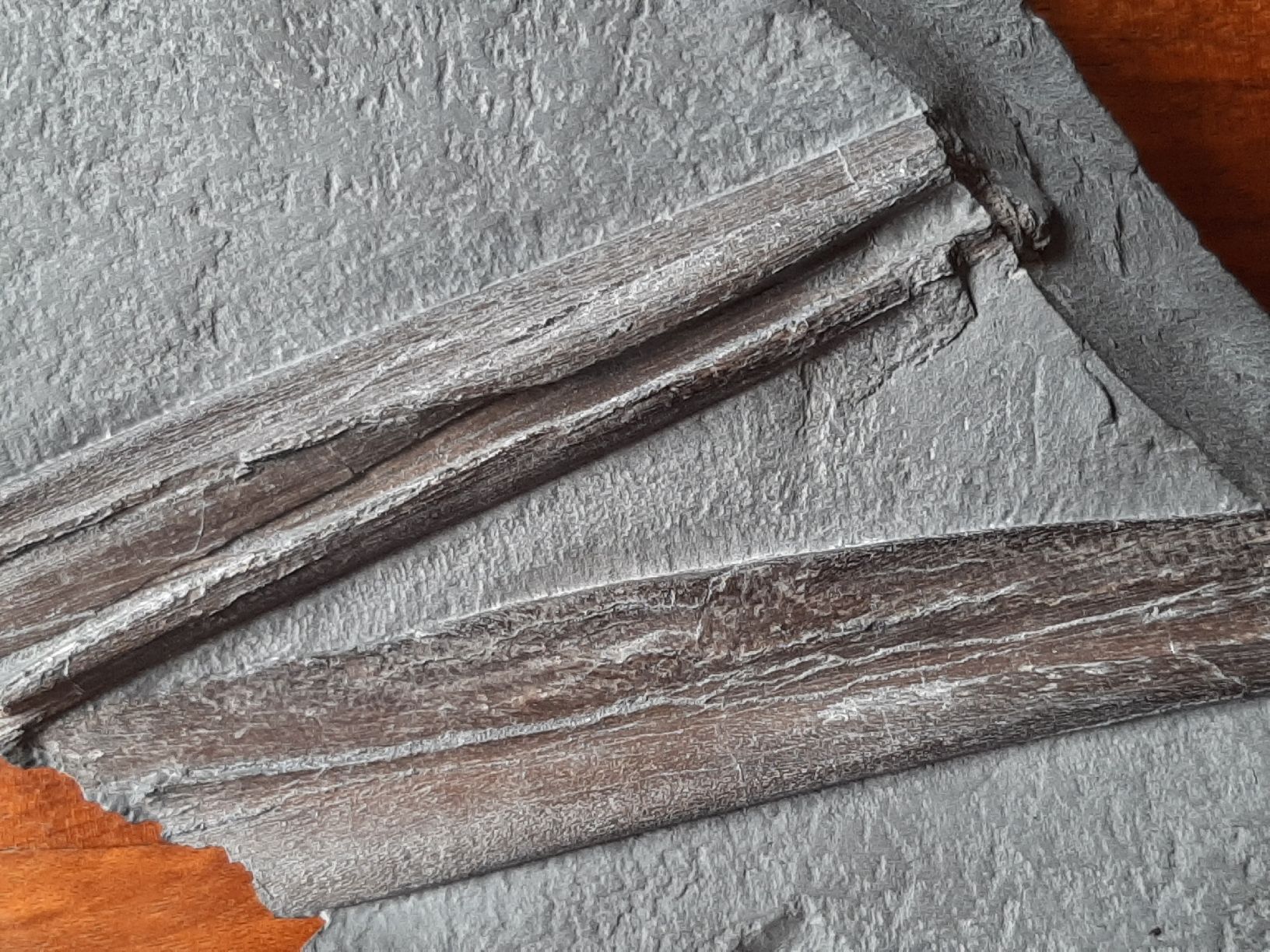 Fossili: Kieferrest eines Ichthyosauriers – Usato da Rickenbach BL venduto da Oktober68 6