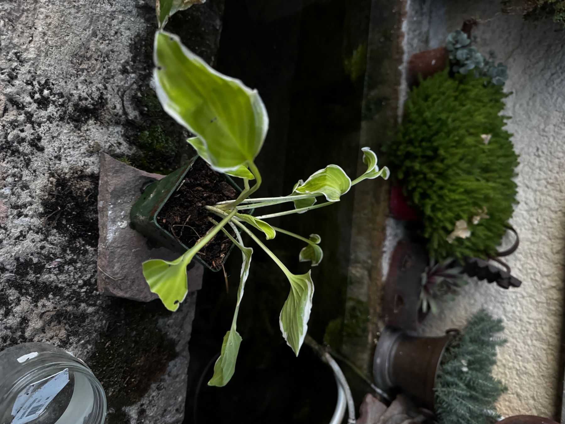 Pflanzen & Samen: Hosta platinium tiara – Gebraucht aus Lajoux JU von Briard0